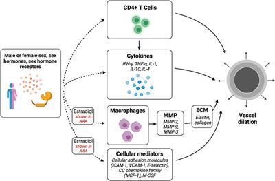 Sex Differences in Inflammation During Venous Remodeling of Arteriovenous Fistulae